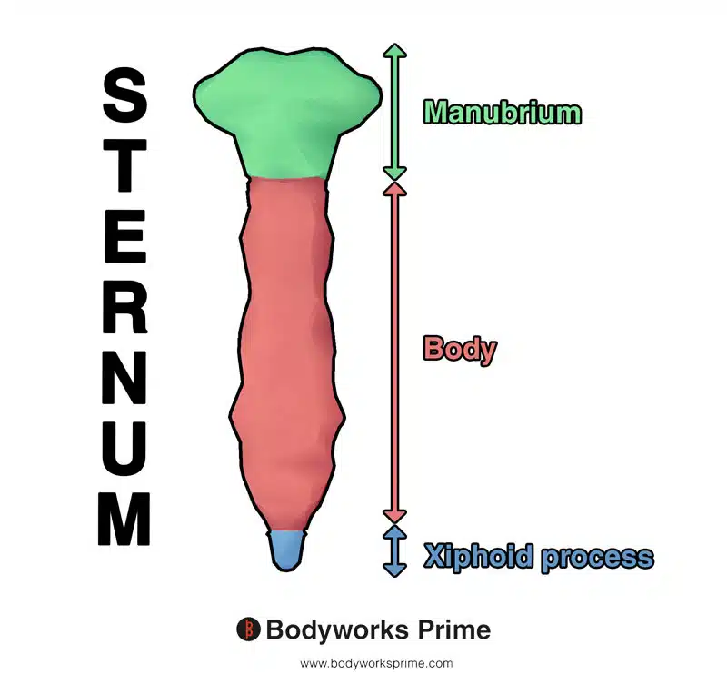 sternum sections: manubrium, body, and xiphoid process