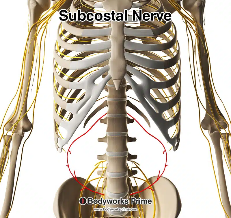 subcostal nerve