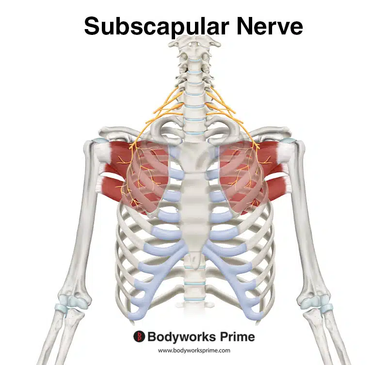 subscapular nerve