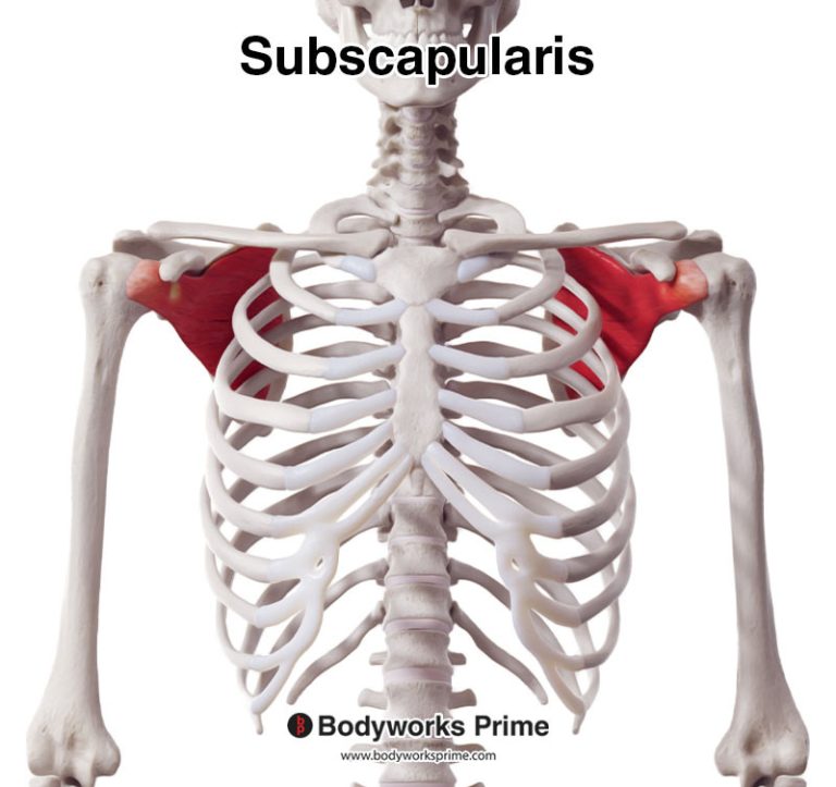 Subscapularis muscle anatomy diagram