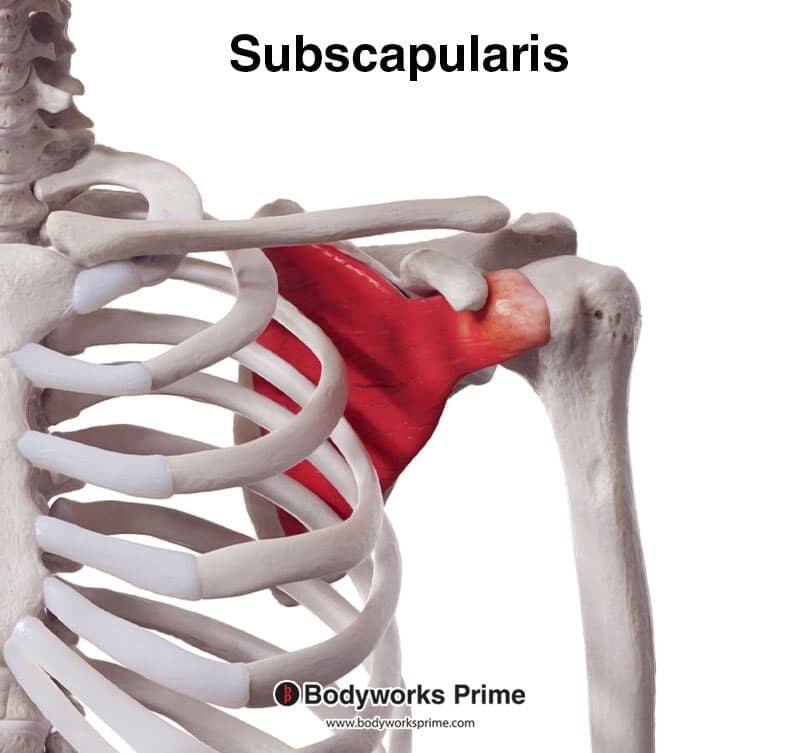 Subscapularis Muscle Anatomy - Bodyworks Prime