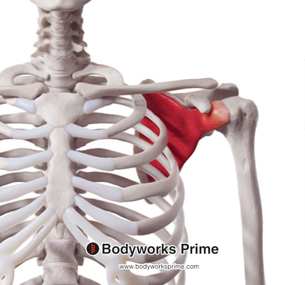 Subscapularis Muscle Flashcards Origin flashcard diagram