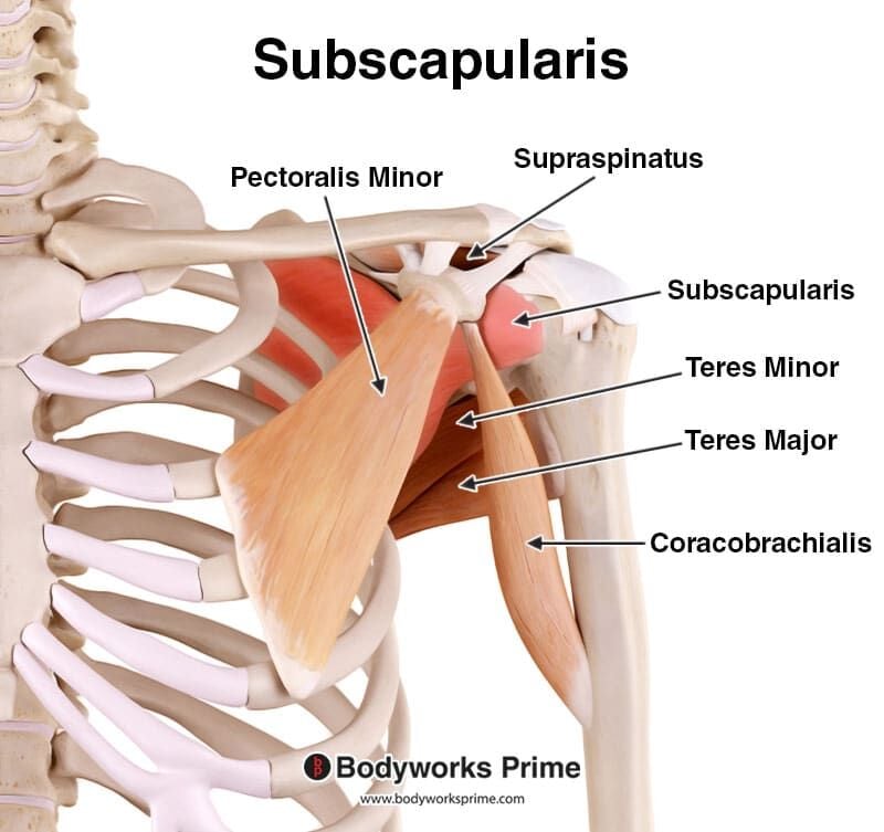 Subscapularis Muscle Anatomy Bodyworks Prime