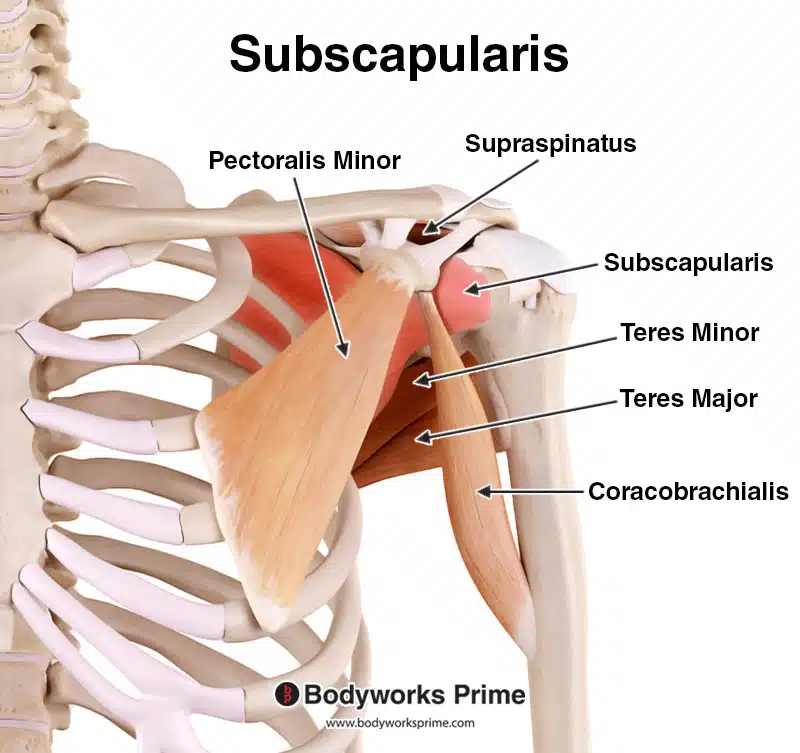 subscapularis muscle muscles highlighted in red amongst other neighbouring muscles