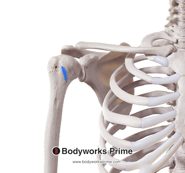Subscapularis Muscle Flashcards Insertion answer diagram