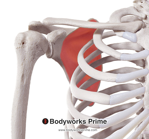 Subscapularis Muscle Flashcards Origin answer diagram