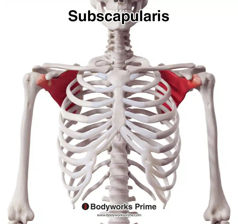 subscapularis muscle, anterior view
