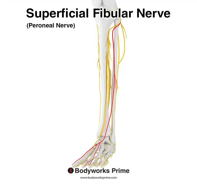 Superficial fibular nerve (aka peroneal nerve)