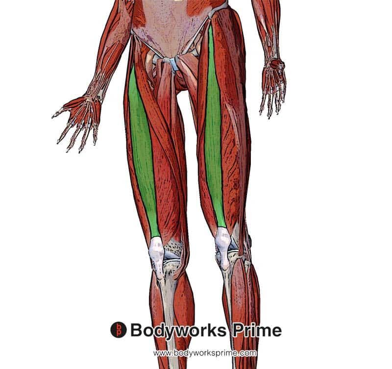 rectus femoris from a superficial view