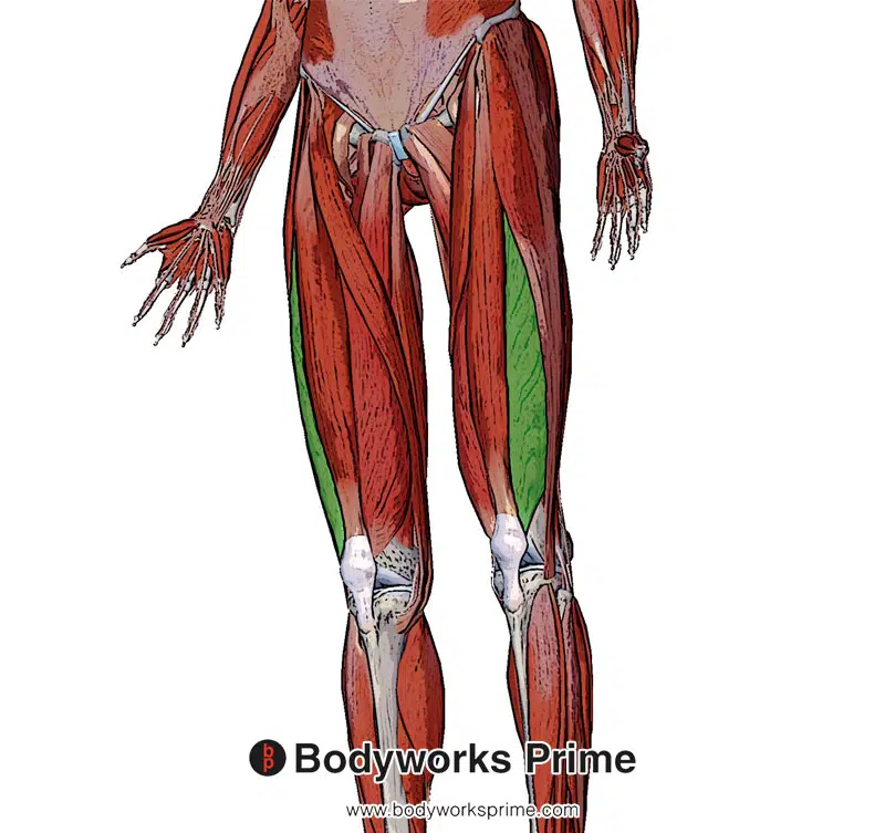 Image of the vastus lateralis muscle from a superficial view
