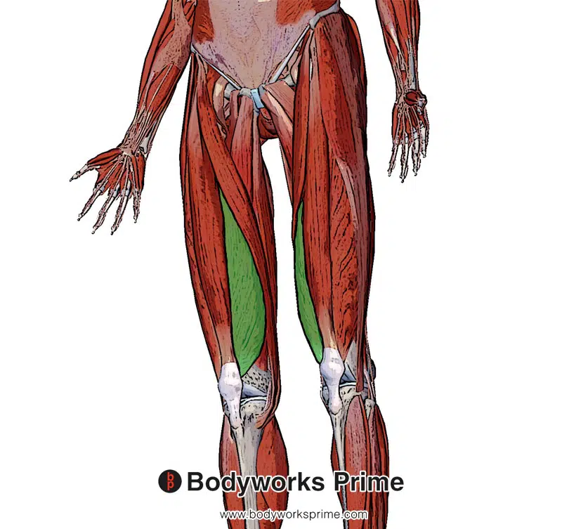 vastus medialis muscle from a superficial view