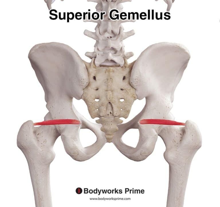 Superior Gemellus Muscle Anatomy
