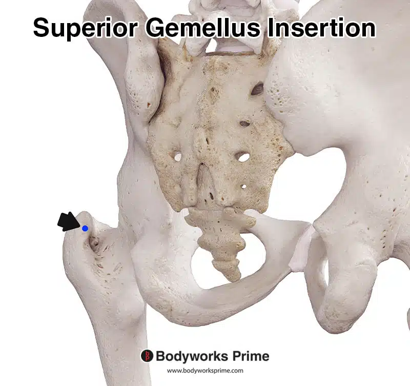 Superior gemellus insertion, marked in blue