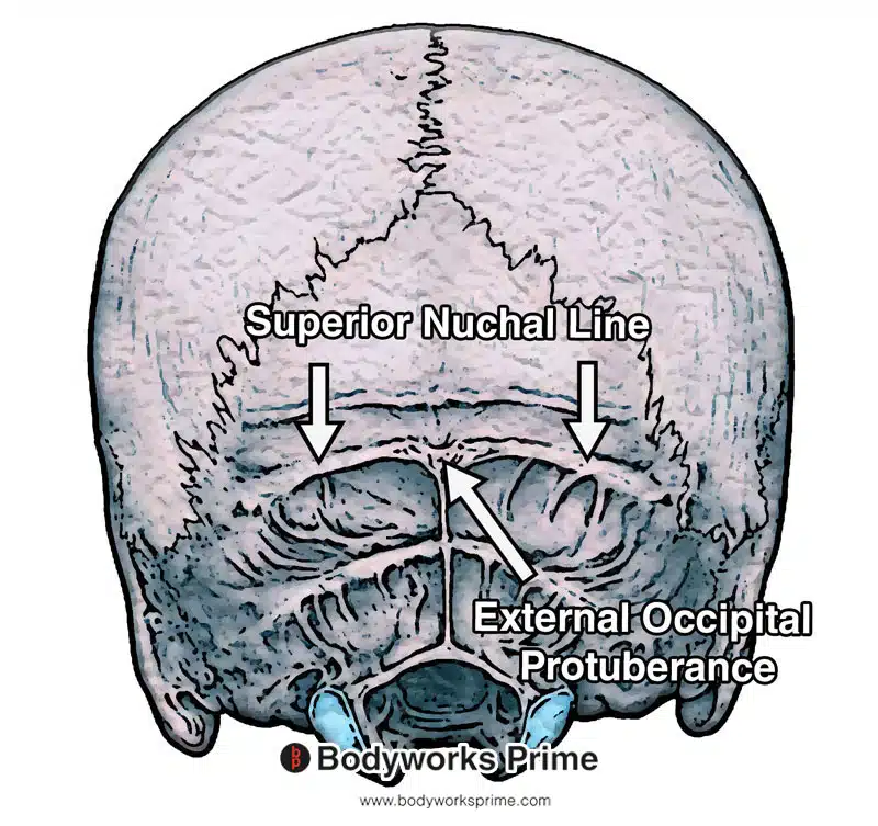 Image of the superior nuchal line and external occipital protuberance
