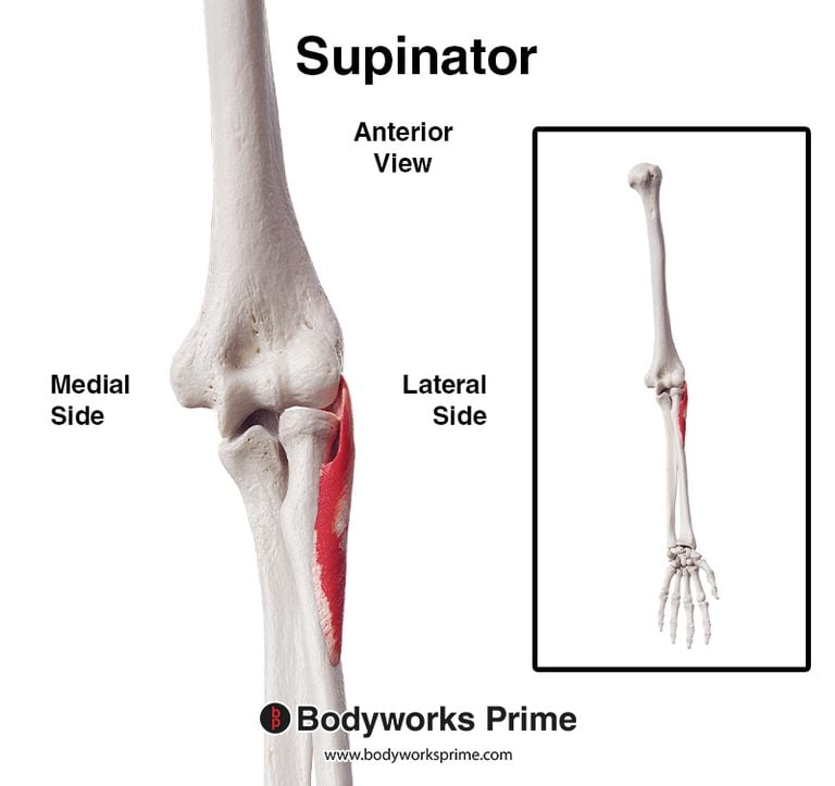 Supinator muscle anatomy diagram