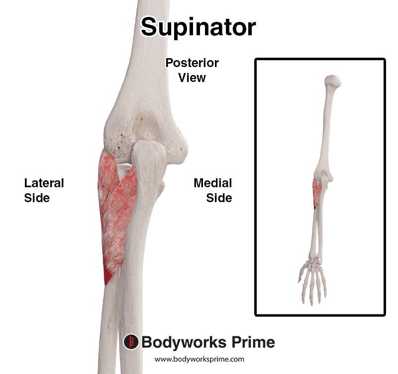 Posterior view illustration of the supinator muscle in the proximal forearm.
