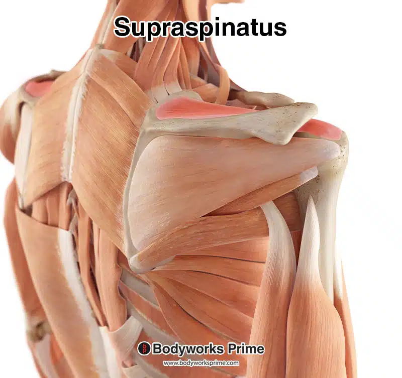 Supraspinatus muscle, highlighted in red, amongst the other muscles of the body