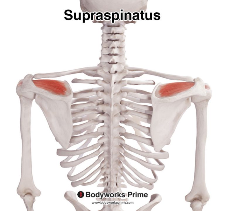 Supraspinatus muscle anatomy diagram