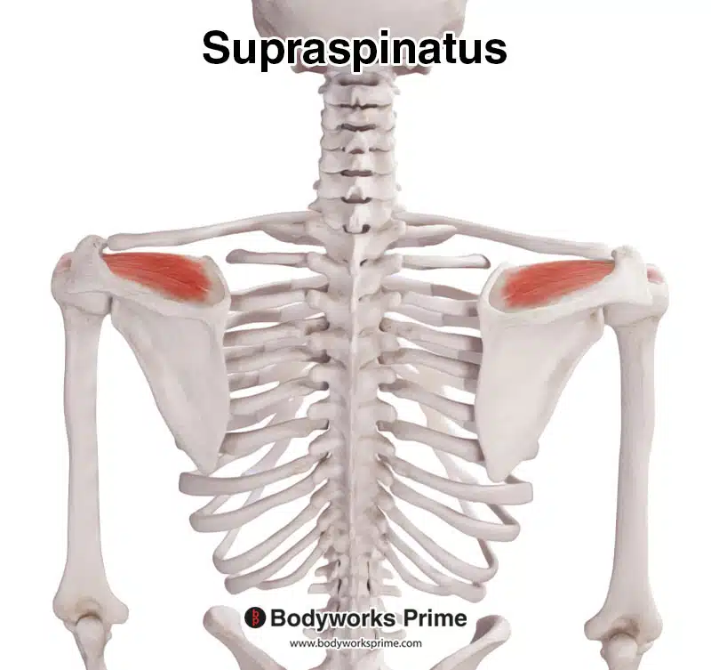 Supraspinatus muscle, posterior view