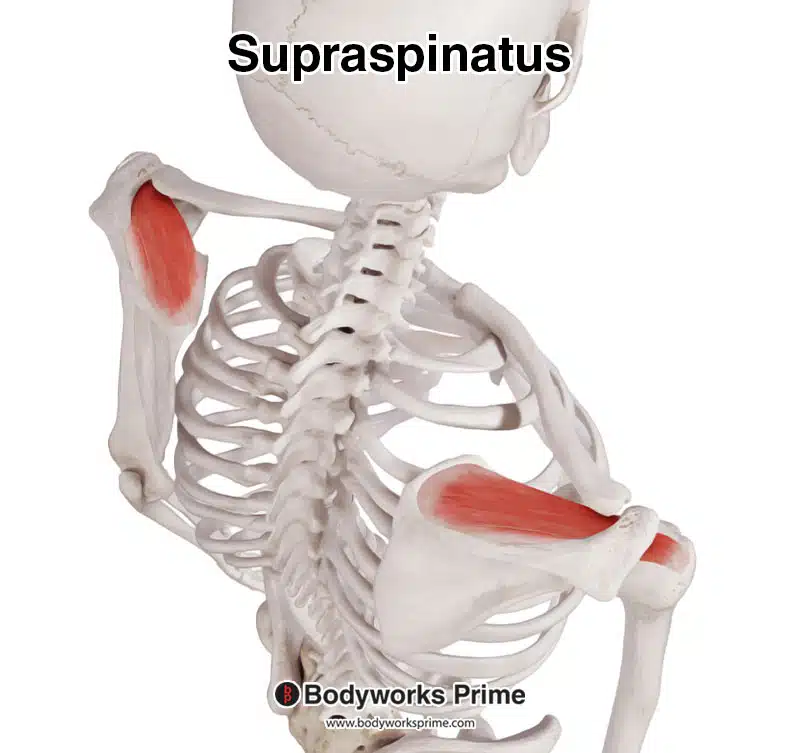 Supraspinatus muscle, posterolateral & superior view