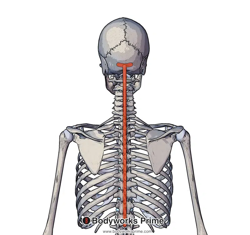 Image of the trapezius origin marked in red
