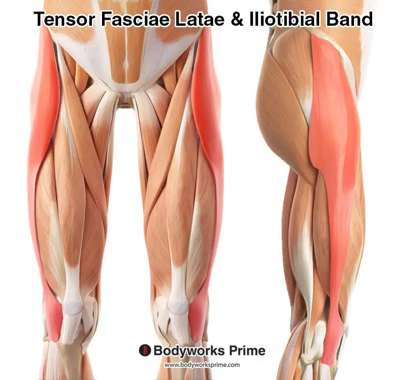 tensor fasciae latae and iliotibial band highlighted