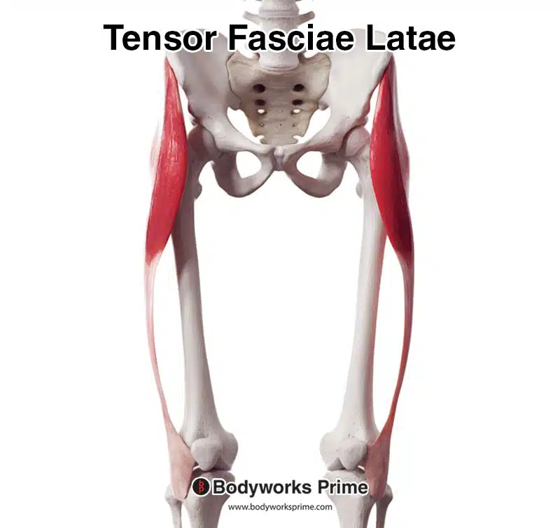 Tensor fasciae latae anterior view