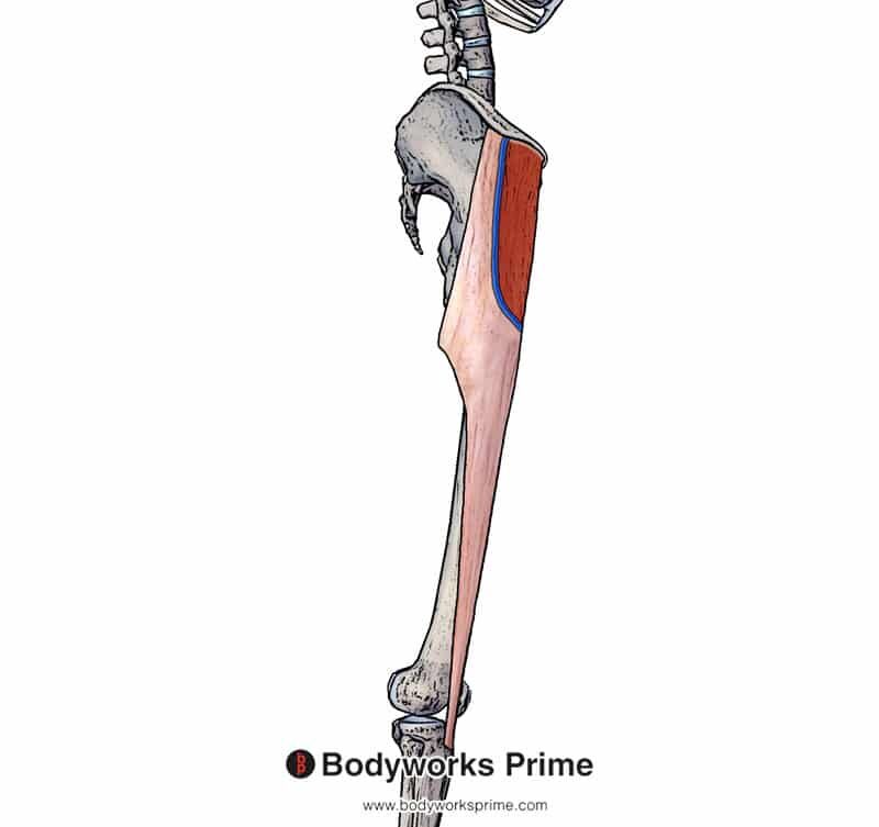 Tensor Fasciae Latae Tfl Muscle Anatomy Bodyworks Prime 8210