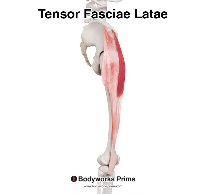 Tensor fasciae latae lateral view