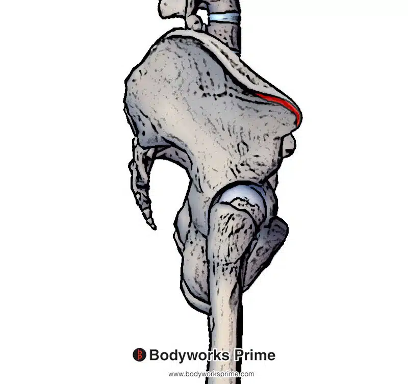 origin point of the tensor fasciae latae on the anterior superior iliac spine