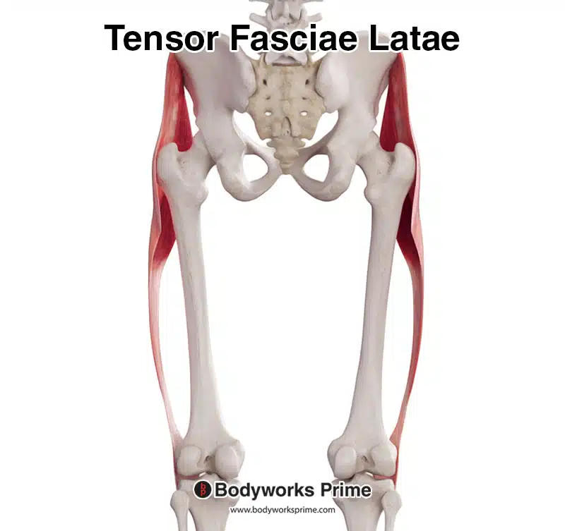 Tensor fasciae latae posterior view