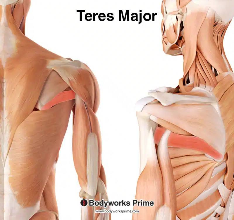 Teres major highlighted, superficial and deep view