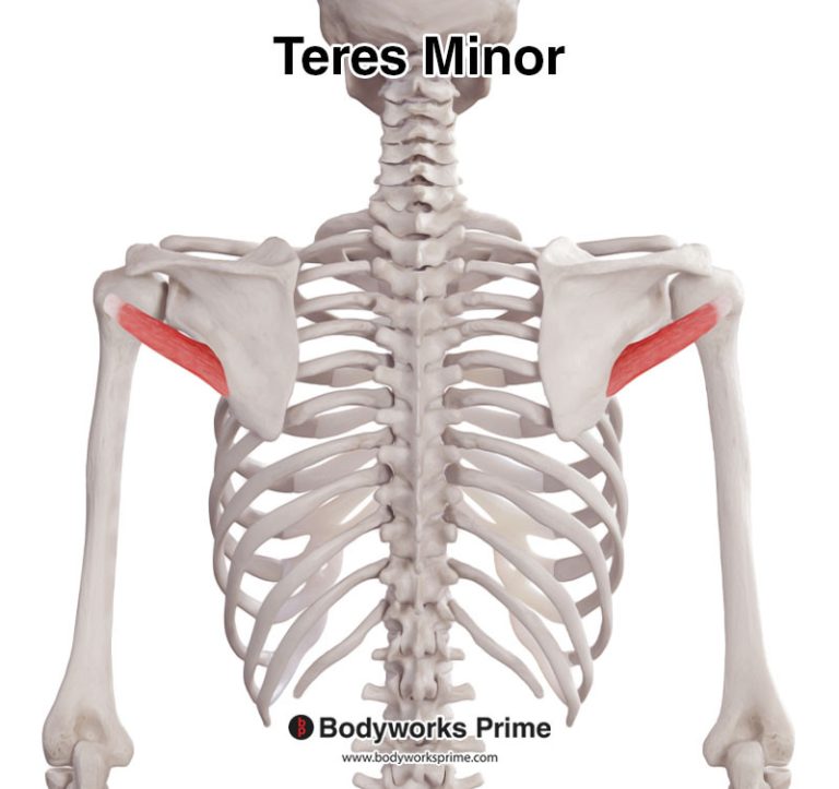 Teres Minor muscle anatomy diagram