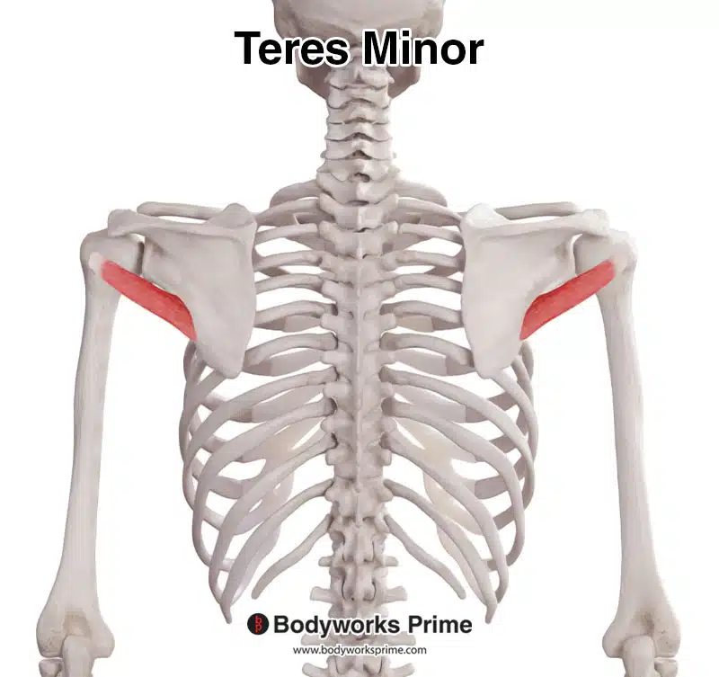 Teres Minor Muscle Anatomy Bodyworks Prime