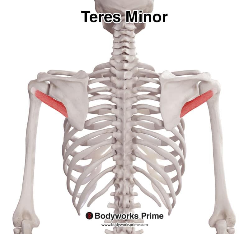 Muscle Anatomy Bodyworks Prime