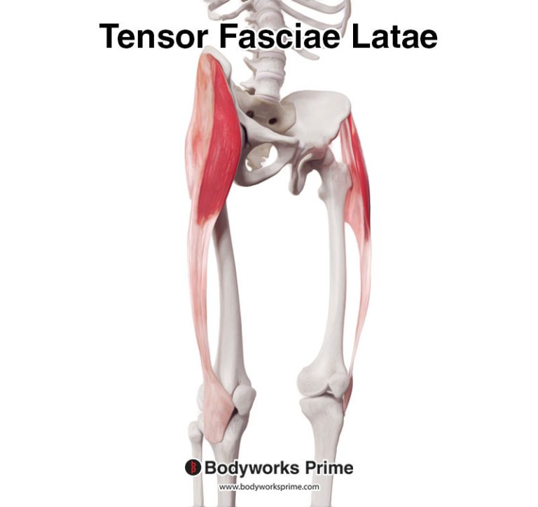 Tensor Fasciae Latae (TFL) muscle anatomy diagram