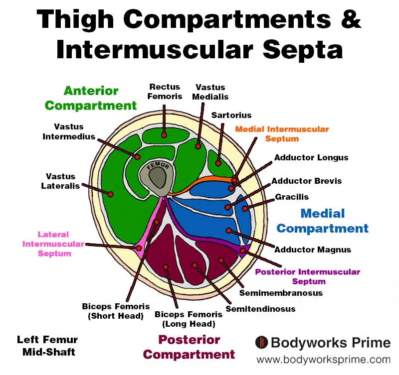 Image of the compartments and muscles of the thigh and the medial, posterior, and anterior intermuscular septums.