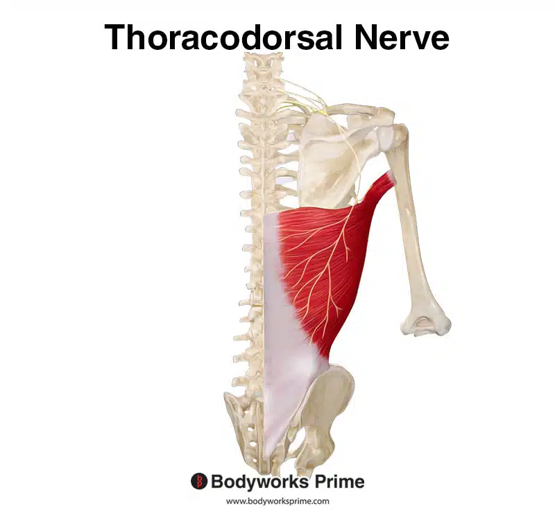 thoracodorsal nerve and latissimus dorsi