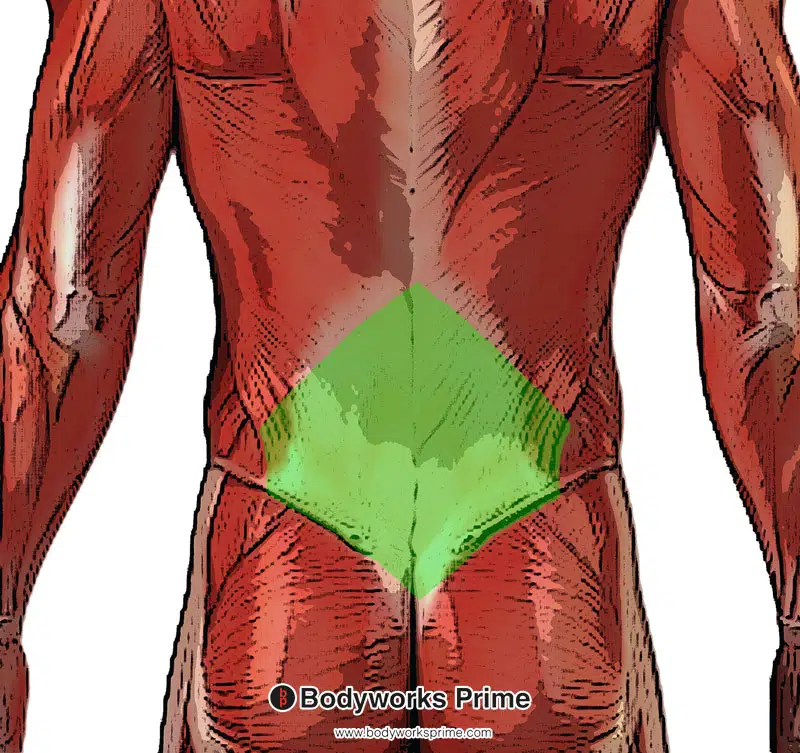 thoracolumbar fascia highlighted in green