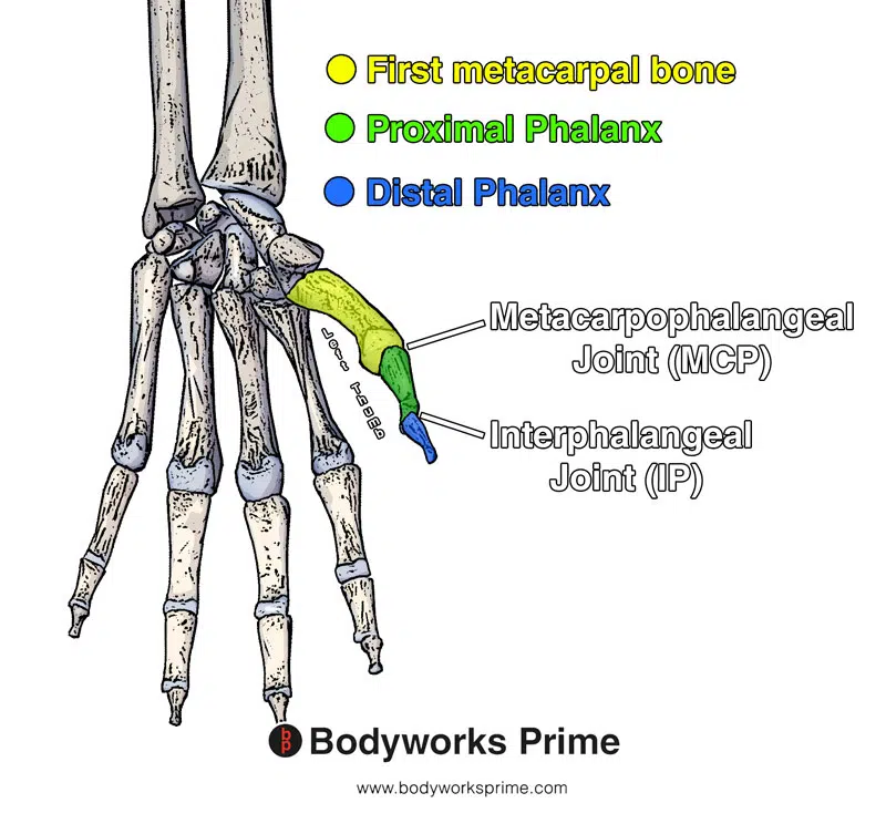 Bones and joints of the thumb