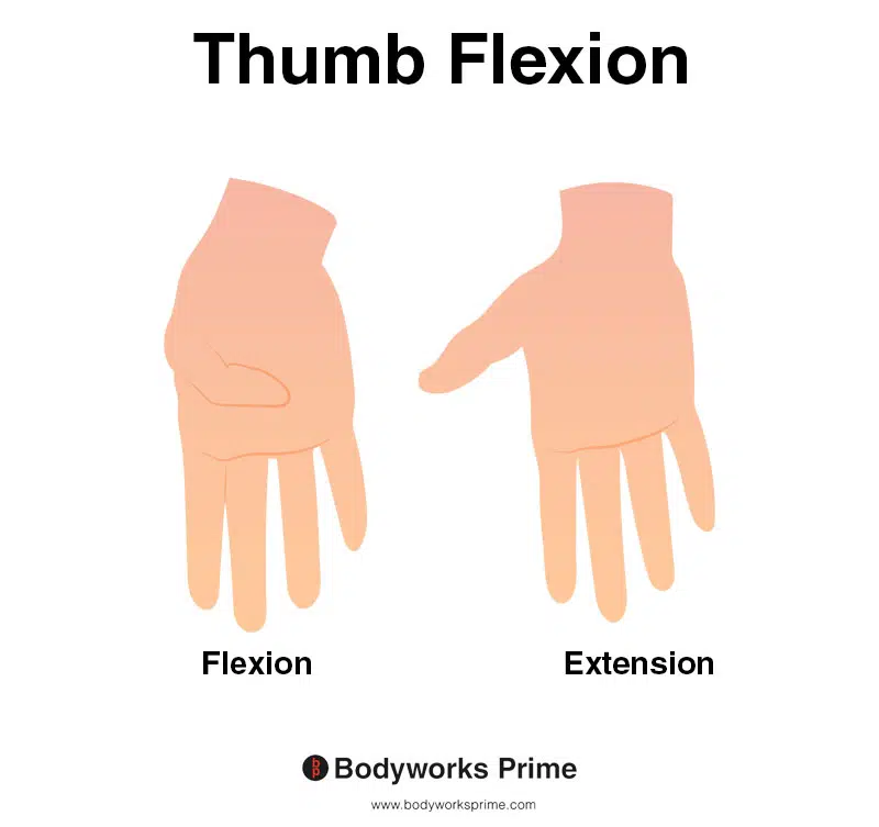 Image of a hand demonstrating the movement of thumb flexion.