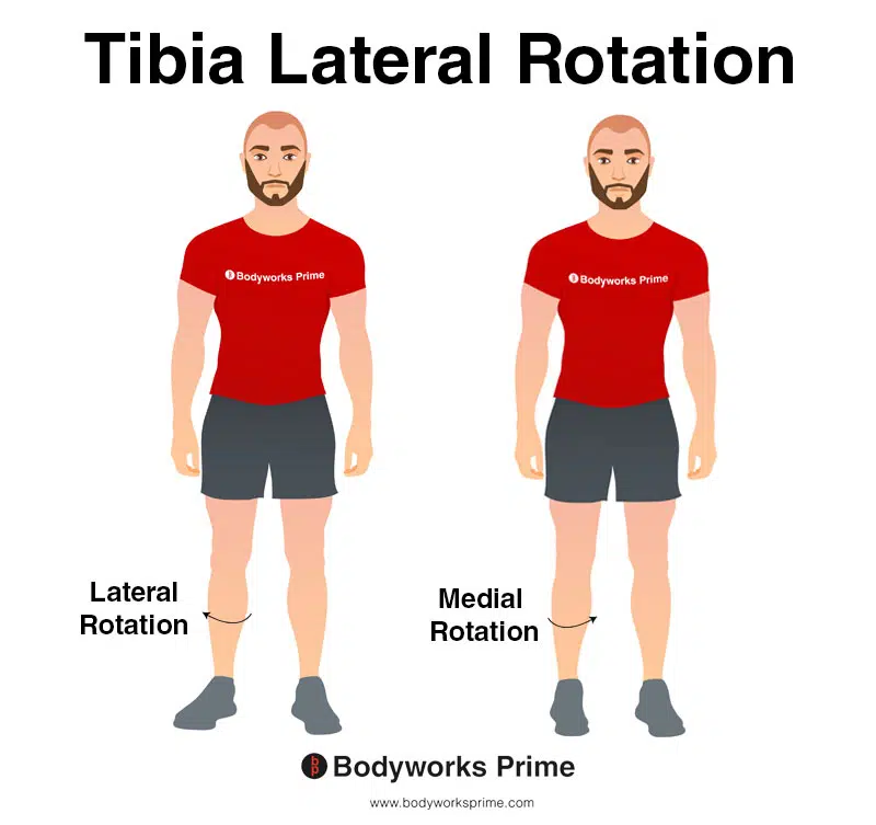 Image of a person demonstrating the movement of lateral rotation of the tibia.