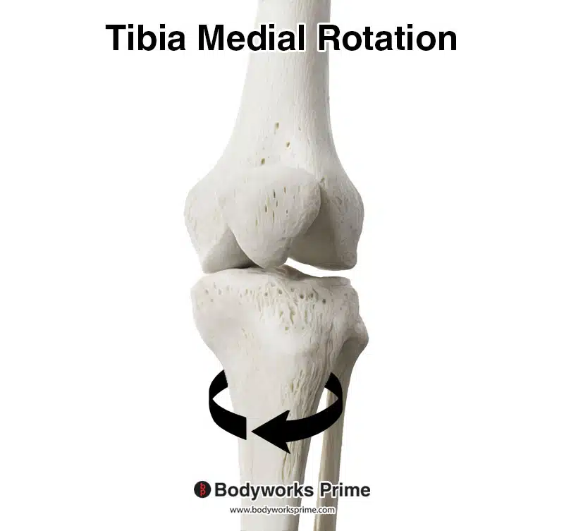 Image demonstrating the tibia rotating medially