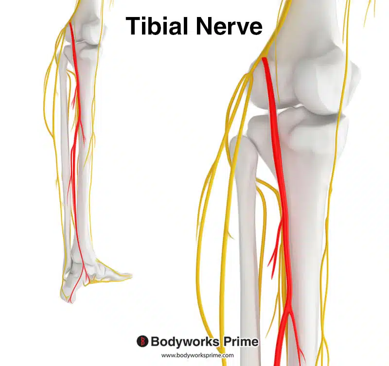 tibial nerve highlighted in red