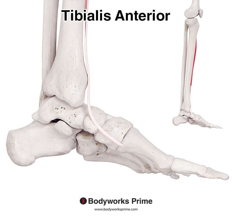 Tibialis Anterior Muscle Anatomy Bodyworks Prime