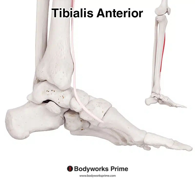 tibialis anterior muscle lateral view