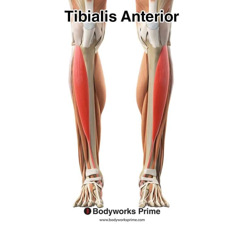 Tibialis Anterior Muscle Anatomy Bodyworks Prime