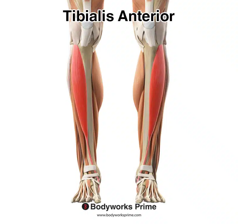 tibialis-anterior-muscle-anatomy-bodyworks-prime