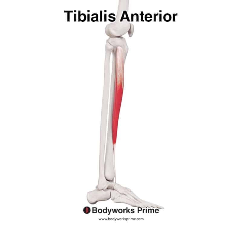 Tibialis Anterior Muscle Anatomy - Bodyworks Prime