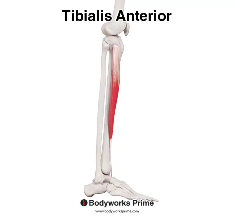 tibialis anterior muscle lateral view